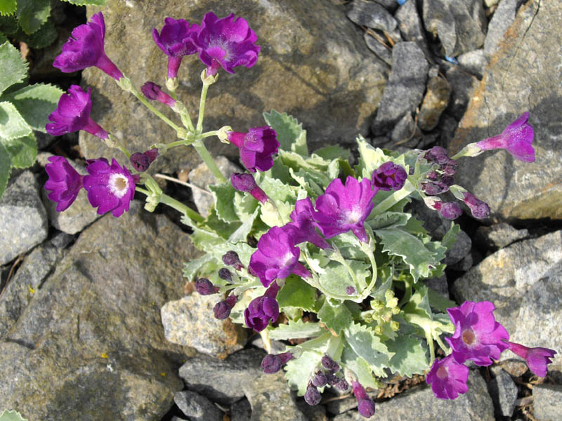Primula marginata 'Fred Salter' photo